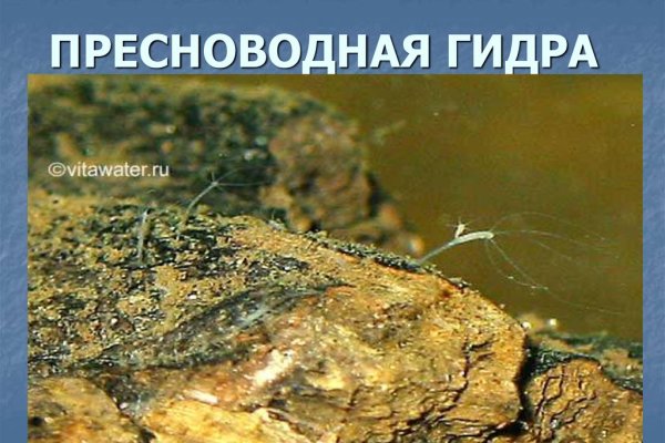 Официальная ссылка на кракен в тор